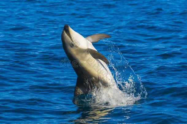 海豚跳,巴塔哥尼亚