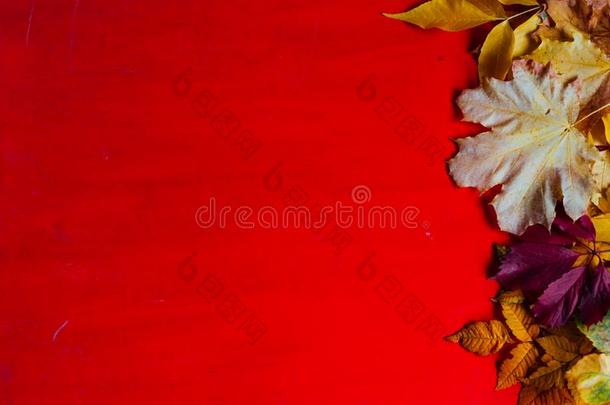 黄色的和红色的树叶秋红色的明信片背景
