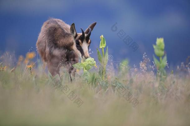 岩羚羊(岩羚羊属岩羚羊属)孚日山脉山,法国