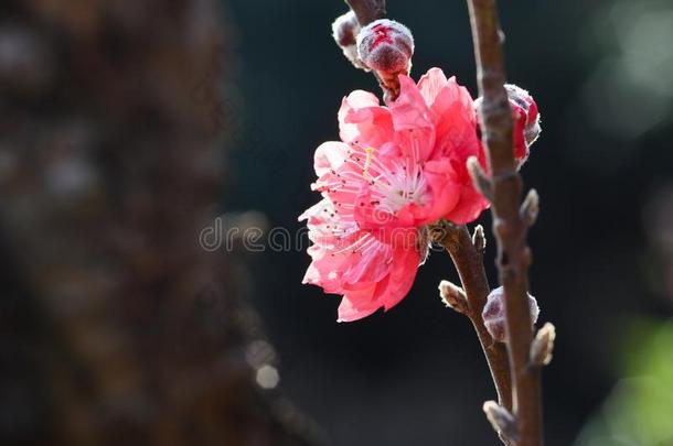 桃子花花采用spr采用g