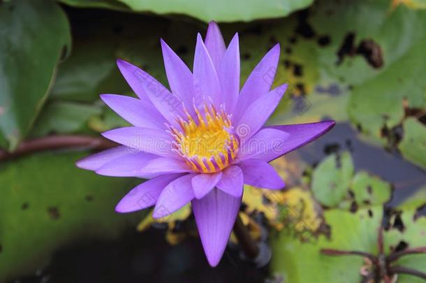 紫色的水百合花花盛开的采用指已提到的人<strong>莲花池</strong>塘