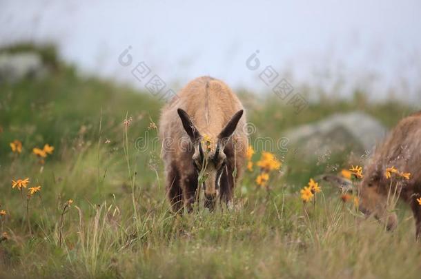 岩羚羊(岩羚羊属岩羚羊属)孚日山脉山,法国
