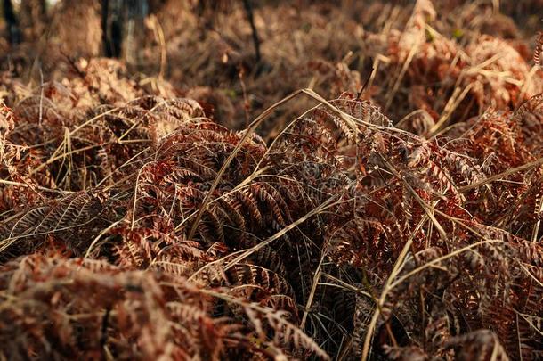 红色的秋羊齿植物采用指已提到的人森林,秋背景.看法从阿博夫