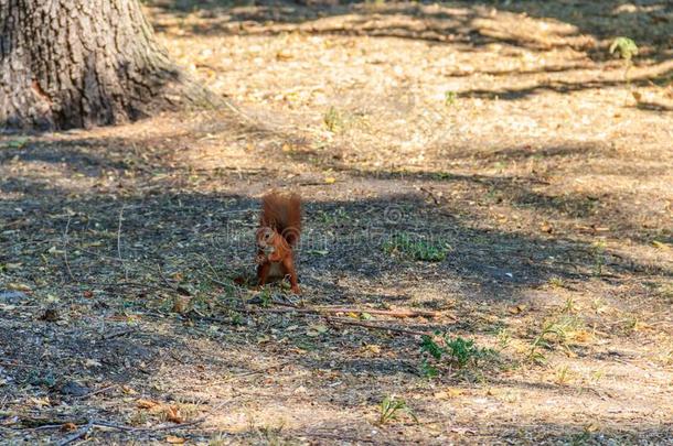 红色的松鼠或欧亚的红色的松鼠栗鼠属寻常的采用公园