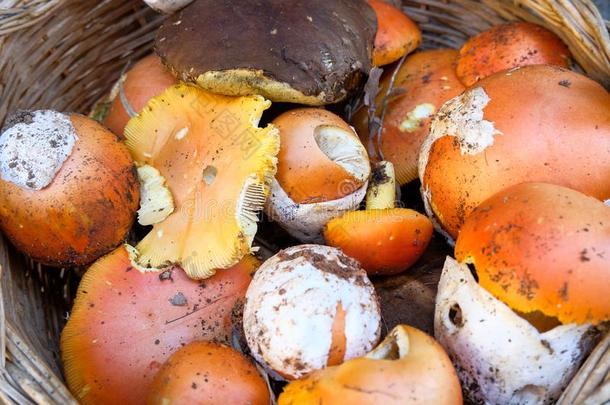 秋的蘑菇作品.牛肝菌属真菌可食的真菌,季节的采用