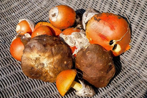 秋野生的蘑菇作品.牛肝菌属真菌可食的真菌,季节的
