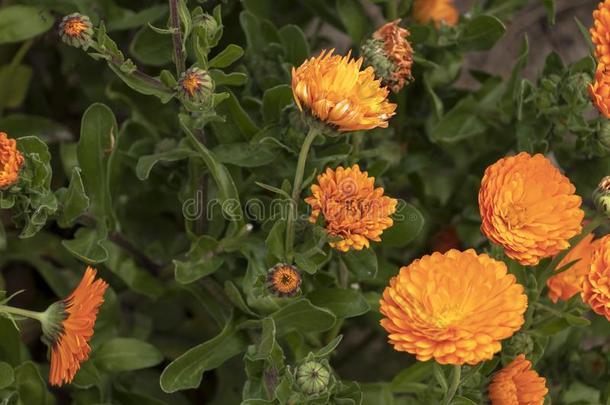 桔子金盏花,金盏花属植物花采用花<strong>床背景</strong>和