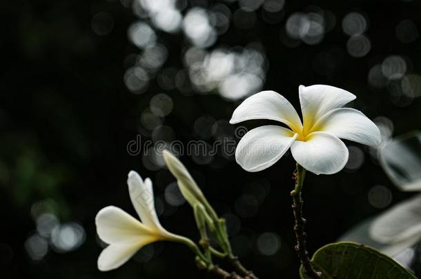 梅花晨曲是（be的三单形式一物种关于指已提到的人属梅花.