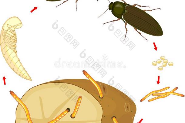 生活循环关于喀哒声甲壳虫铁线虫.