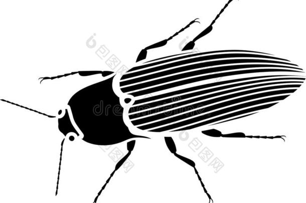 黑的轮廓关于成虫关于喀哒声甲壳虫