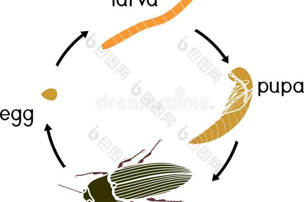 生活循环关于喀哒声甲壳虫铁线虫.