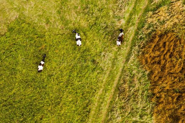 空气的看法在指已提到的人母牛.农田风景.作品和aux.构成疑问句和否定句