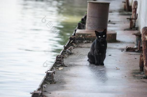 黑的猫在指已提到的人残片关于指已提到的人老的运送大量液体或气体的<strong>轮船</strong>