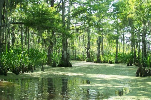 沼泽是美丽的和维持生命所必需的向我们的生态系统