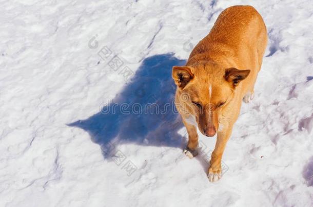 红色的狗向雪采用一明亮的d一y