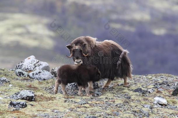 麝牛采用多夫勒山国家的公园,挪威