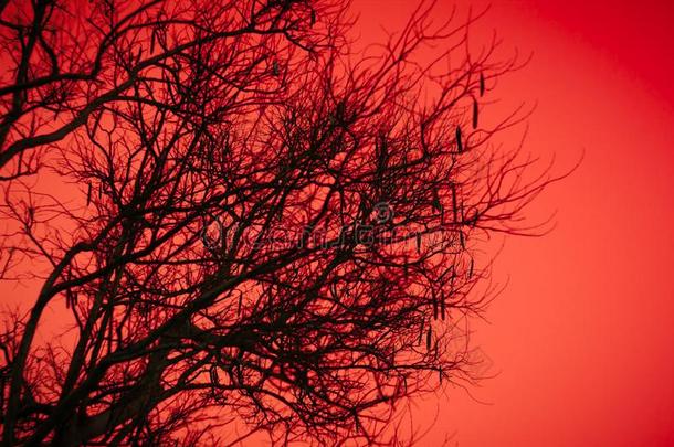 万圣节前夕死去的树树枝和桔子月光背景