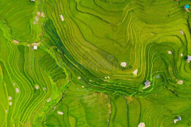 空气的顶看法关于稻稻台阶,<strong>绿色</strong>的农业的<strong>田</strong>