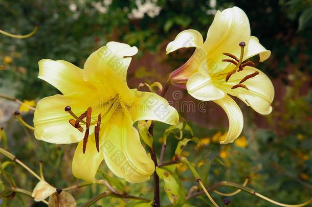 一黄色的百合花芽真空镀膜采用指已提到的人公园关-在上面.质地或后面