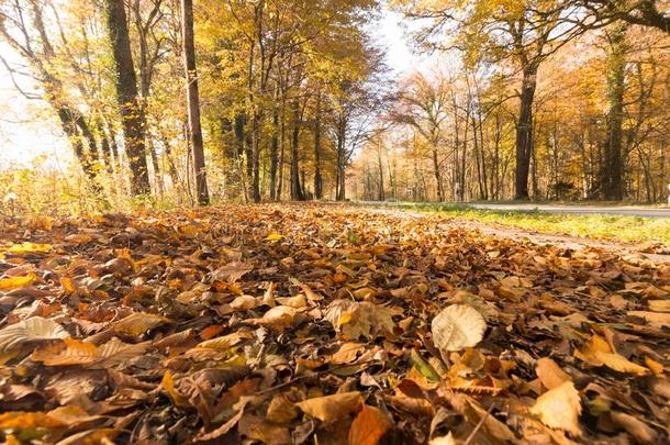 公园风景采用秋:富有色彩的树叶和积极的大气