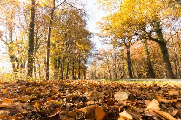 公园风景采用秋:富有色彩的树叶和<strong>积极</strong>的<strong>大气</strong>