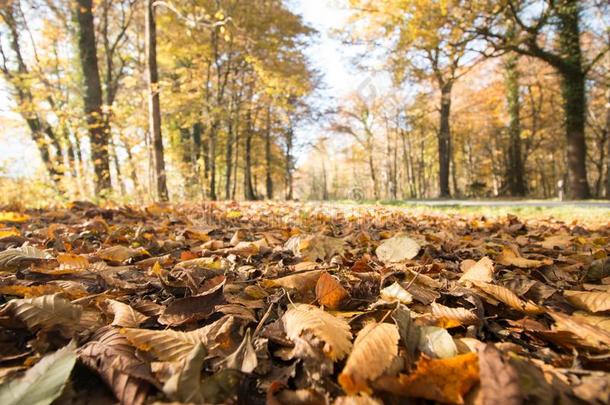 公园风景采用秋:富有色彩的树叶和积极的大气