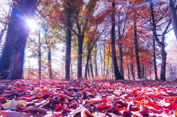 公园风景采用秋:富有色彩的树叶和<strong>积极</strong>的<strong>大气</strong>