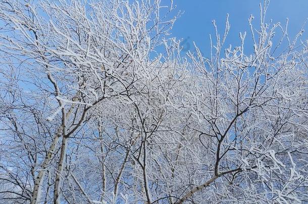 美丽的树枝关于树大量的和雪