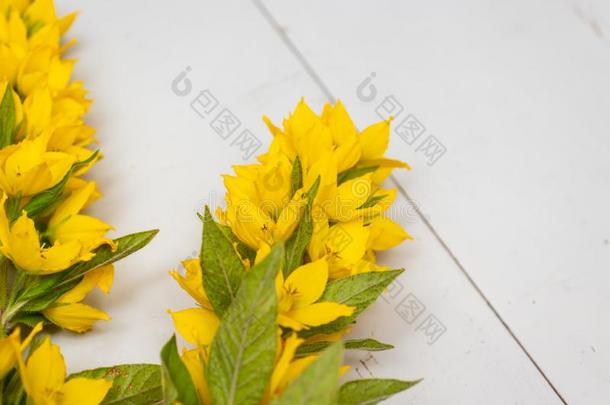 花关于黄色的铜钱状珍珠菜,金钱草数字向灰色的伍德