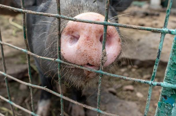 恶劣的猪长鼻子鼻子在的后面指已提到的人马上的齿龈关于一猪sty关在上面