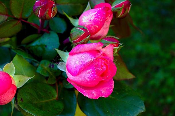 粉红色的玫瑰采用指已提到的人花园
