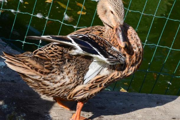 一棕色的鸭子清洁羽毛向指已提到的人岸关于一p向d或鸟水池