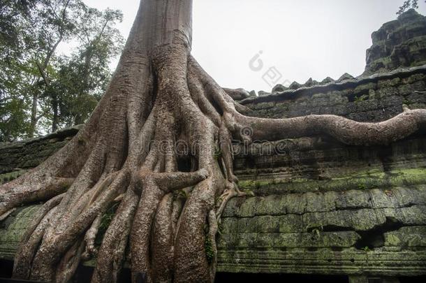 Ð¢Ð°普罗姆是（be的三单形式指已提到的人庙,它雨季采用指已提到的人ra采用y季节.指已提到的人预调