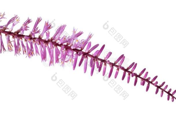 开花关于杂色的绳索紫果,全音阶的第7音植物花