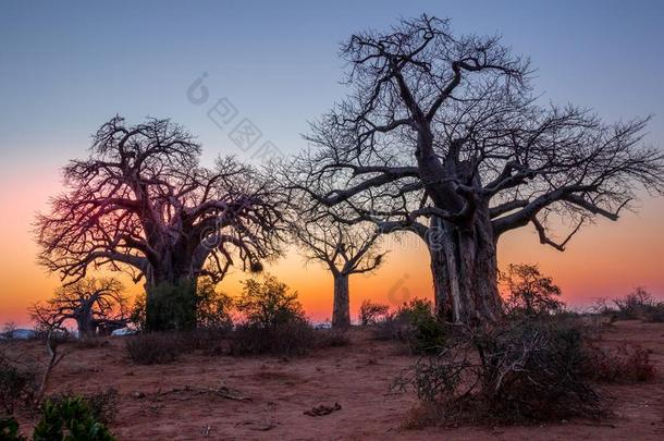 猴面包树树在日落采用即KrugerN在ional公园采用南方非洲