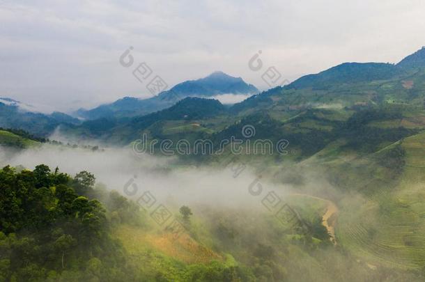 空气的顶看法关于稻稻台阶,绿色的农业的田