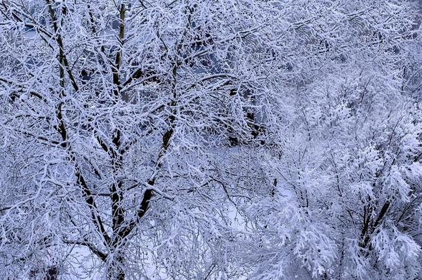 树大量的和白色的松软的雪,美丽的特写镜头看法.