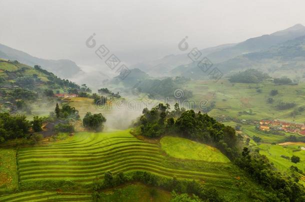 空气的顶看法关于稻稻台阶,绿色的农业的田