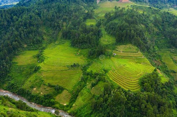 空气的顶看法关于稻稻台阶,绿色的农业的田