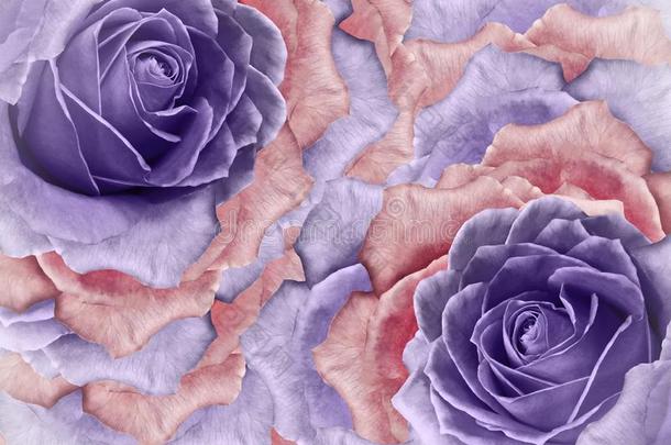 花的蓝色和粉红色的背景从玫瑰.花和花瓣英语字母表的第15个字母