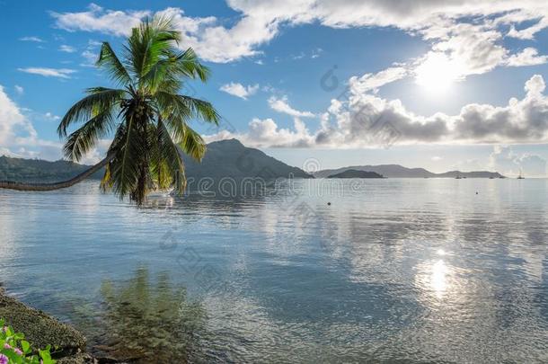热带的海滩在日出和椰子树手掌采用Prasl采用岛,赛克