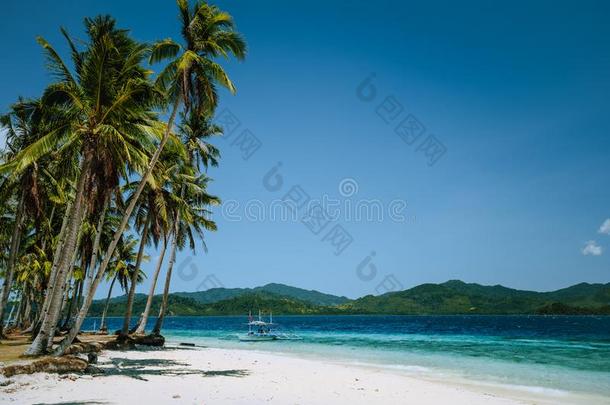 elevati向仰角巢型,巴拉望岛,菲律宾.椰子手掌树向沙的海滩