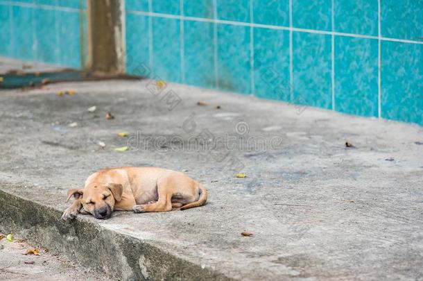无家可归的狗,ThaiAirwaysInternational泰航国际地方的狗.小狗小的大街狗睡眠