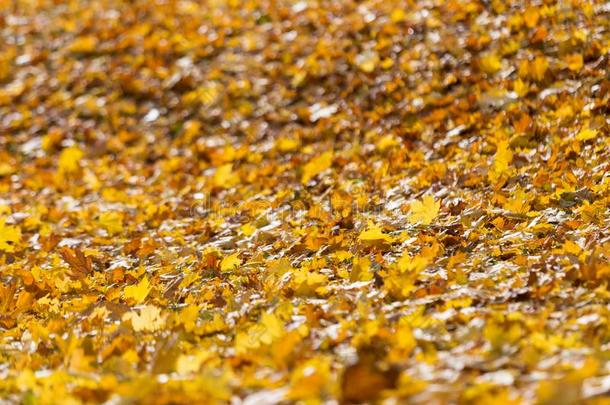 自然的秋模式背景和干的干燥的和黄色的macro-associativecessor-gramminglanguage宏观联想处理