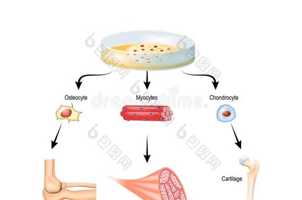 间充质茎细胞是多能stromal细胞