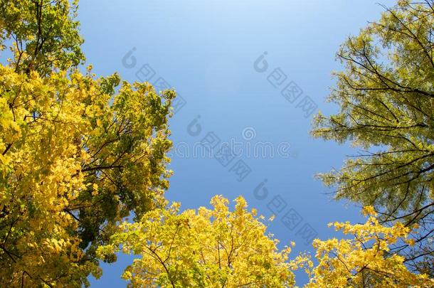 蓝色秋天和明亮的黄色的枫树树叶向王冠
