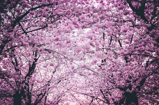 精心选择的特写镜头射手关于美丽的粉红色的樱桃花树duty义务