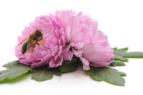 蜜蜂向粉红色的<strong>花</strong>