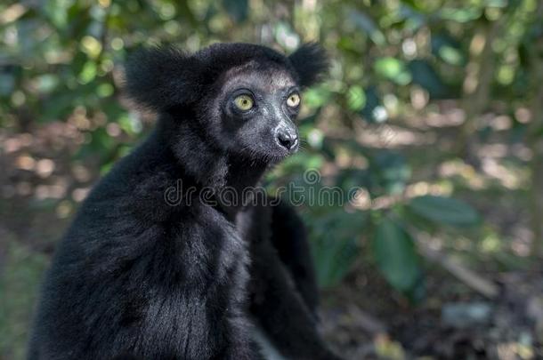 美丽的影像关于指已提到的人马达加斯<strong>加大</strong>狐猴狐猴-马达加斯<strong>加大</strong>狐猴马达加斯<strong>加大</strong>狐猴.采用野生的自然