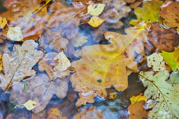 秋栎树树叶躺采用一水坑.湿的一utumnb一ckground